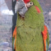 Red-fronted Macaw